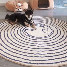 a black and white dog laying on top of a rug in the middle of a room