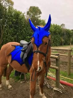 a brown horse wearing a blue saddle standing next to a wooden fence in the dirt