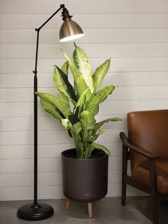 a green plant in a black pot on a table next to a brown leather chair