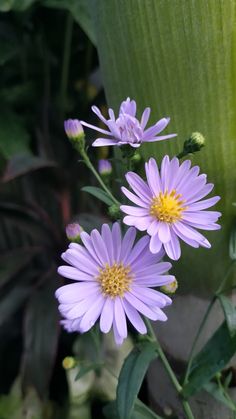 two purple flowers are in the middle of some green leaves and plants with yellow centers