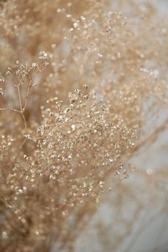 baby's breath spray painted in gold and white