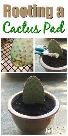 a cactus in a pot with the words rooting a cactus pad on it's side