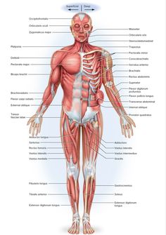 the muscles and their major skeletal systems are shown in this diagram, with labels on each side