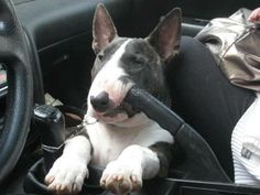 a dog is sitting in the driver's seat of a car with his head on the steering wheel