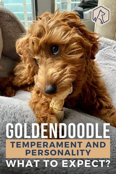 a brown dog laying on top of a couch with the words goldendoodlee