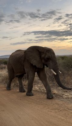 an elephant walking across a dirt road in the desert at sunset or dawn with clouds overhead