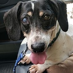 a black and white dog sitting in the back seat of a car with its tongue hanging out