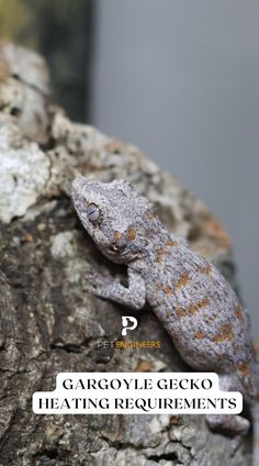 a gecko sitting on top of a tree branch with the caption saying, gargoyle gecko heating equipment