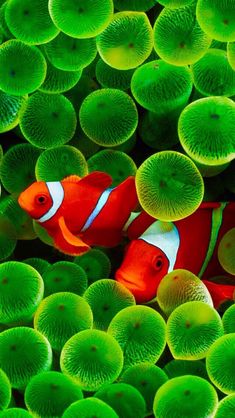 an orange and white clown fish among green corals