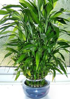 a potted plant sitting on top of a window sill