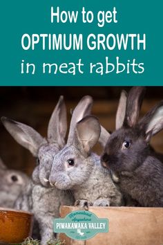 three rabbits sitting next to each other with the title how to get optimium growth in meat rabbits