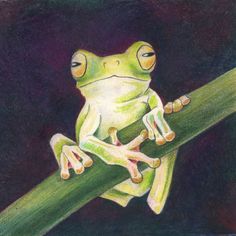 a drawing of a frog sitting on top of a leaf