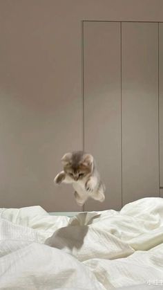 a kitten jumping up into the air on top of a bed