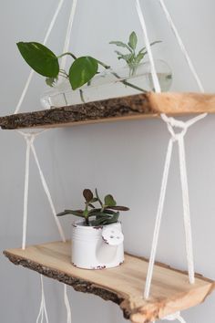 two wooden shelves with plants in glass vases on them, hanging from the ceiling