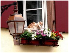 an orange and white cat sitting in a window sill next to a lamp post