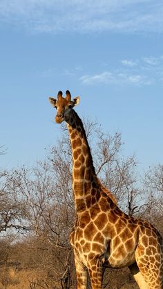 a tall giraffe standing in the middle of a dry grass and brush field