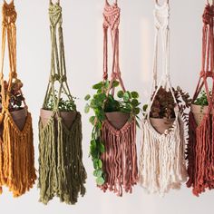 macrame plant hangers in various colors and sizes hanging on a wall with plants