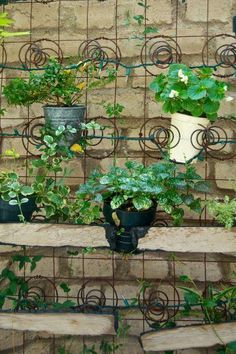 several potted plants are sitting on a ledge