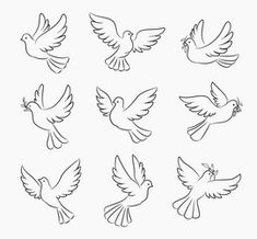 six different types of doves flying in the air