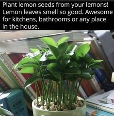 a potted plant sitting on top of a table next to books and a pile of books