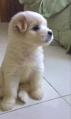 a small white dog sitting on top of a tile floor