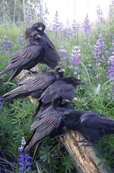 several black birds sitting on top of a log in the middle of some purple flowers