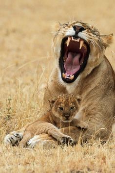 an adult lion with its mouth open sitting next to a baby lion