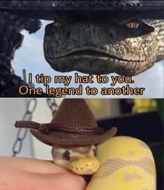 a hand holding a snake with a hat on it's head and the caption, i tip my hat to you one legend to another