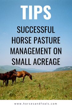 two horses grazing in a field with the words tips successful horse pasture management on small scale