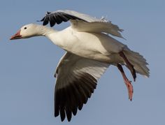 a white and black bird flying in the sky