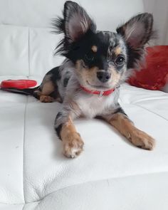 a small black and brown dog laying on top of a white couch next to a red brush