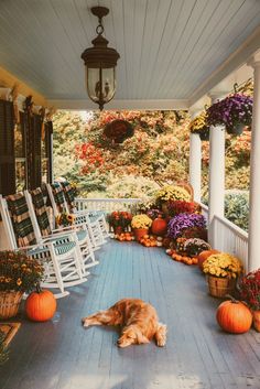 a dog laying on the front porch with pumpkins and flowers