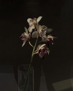 an orchid in a glass vase on a table