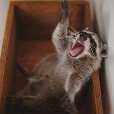 a raccoon is in a wooden box with its mouth open and it's tongue out