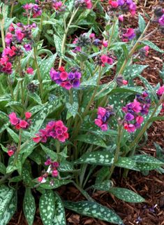 pink and purple flowers are growing in the ground next to green plants with white spots on them