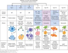 a table with different types of germs and other things in the same diagram