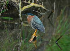 a bird standing on top of a branch in the water next to some grass and trees