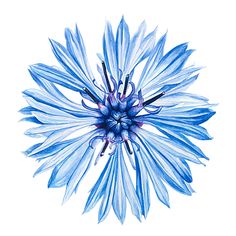 a blue flower on a white background is shown in this drawing, it appears to be painted with watercolors