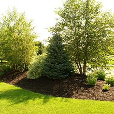 a large yard with trees and bushes in it