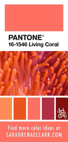 pantone's living coral color scheme