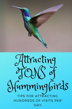 a hummingbird flying through the air with text that reads, attracting tons of hummingbirds