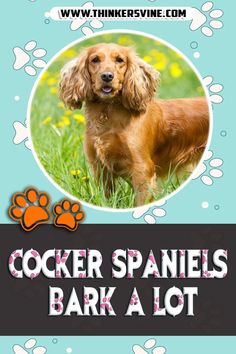 Cocker Spaniels Bark A Lot Home Environment, Health Issues