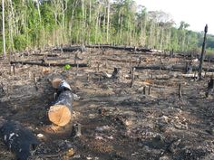 a forest filled with lots of burned trees