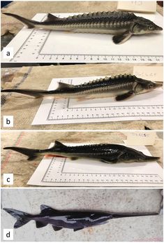 three pictures showing different types of fish on a table with rulers in front of them