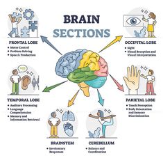 the human brain and its functions in different ways, with text explaining how to use it