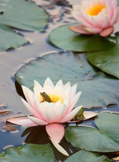 two water lilies and a frog in the pond royalty images