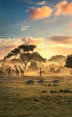 giraffes and zebras in the wild at sunset