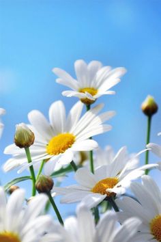 white daisies with yellow centers against a blue sky