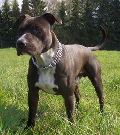 a brown and white dog standing on top of a lush green field