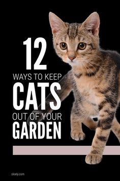 a cat standing on top of a black background with the words 12 ways to keep cats out of your garden